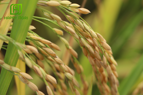 Công dụng Phân bón Kali Sulphate ABC SOP hiệu Siêu Kali