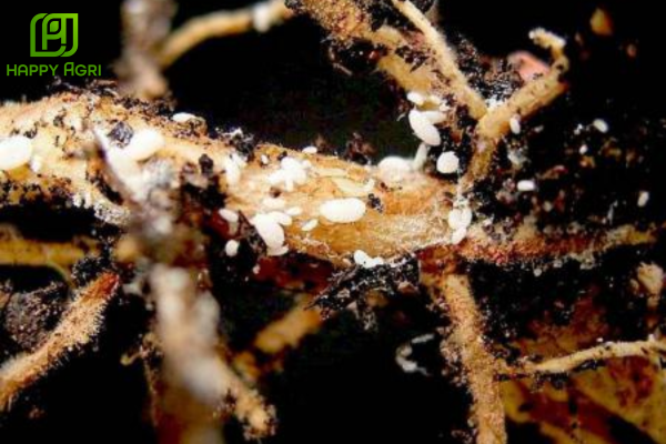 Cách điều trị rệp sáp rễ tận gốc từ Happy Agri