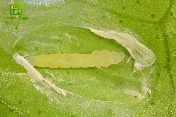  Sâu vẽ bùa hại cây có múi: Kẻ thù giấu mặt gây hại âm thầm