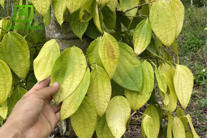 Hiện tượng tiêu bị vàng lá là tình trạng lá của cây tiêu chuyển từ màu xanh sang màu vàng
