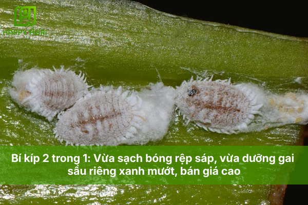Bí kíp 2 trong 1: Vừa sạch bóng rệp sáp, vừa dưỡng gai sầu riêng xanh mướt, bán giá cao
