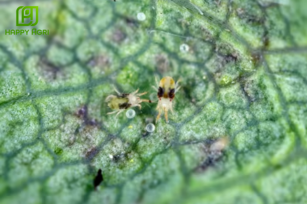 Chân dung "sát thủ" nhện đỏ và tình trạng lá vàng rụng tơi tả