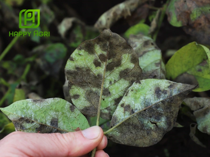 bệnh mốc sương hại khoai tây