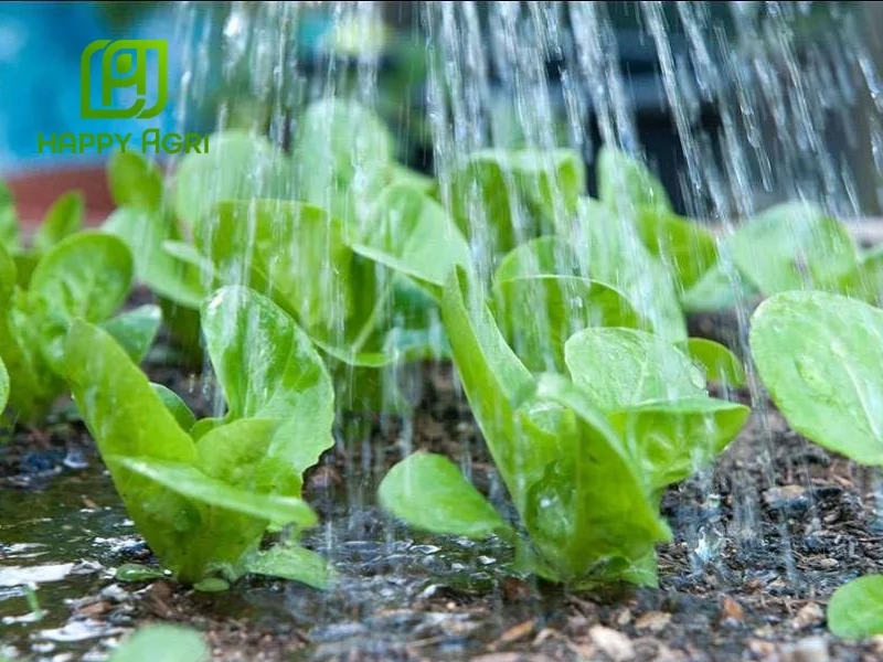 kỹ thuật trồng rau cải