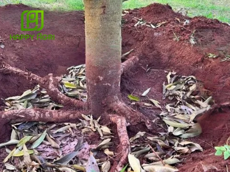 Bệnh thường xảy ra do nấm Rhizoctonia và Pythium tấn công vùng cổ rễ
