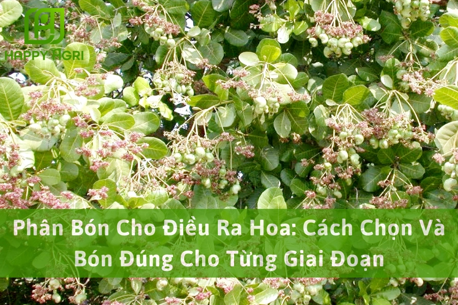 Phân Bón Cho Điều Ra Hoa: Cách Chọn Và Bón Đúng Cho Từng Giai Đoạn