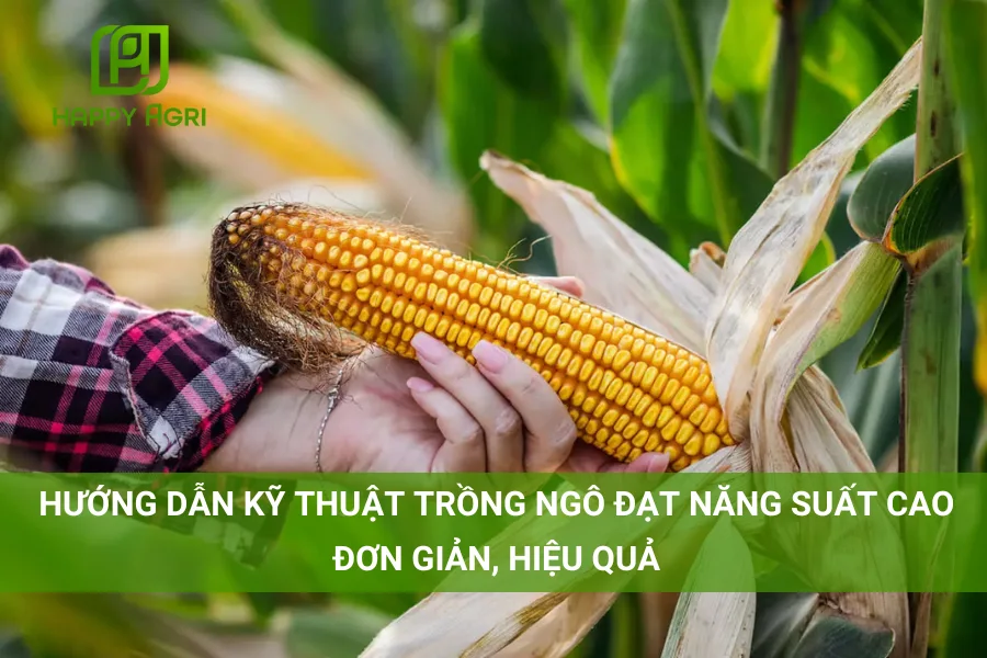 # Hướng Dẫn Kỹ Thuật Trồng Ngô Đạt Năng Suất Cao Đơn Giản, Hiệu Quả