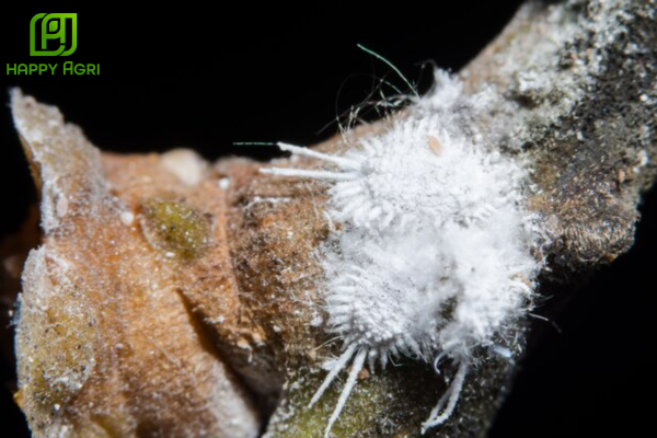 Phương pháp điều tra và xác định ngưỡng kinh tế