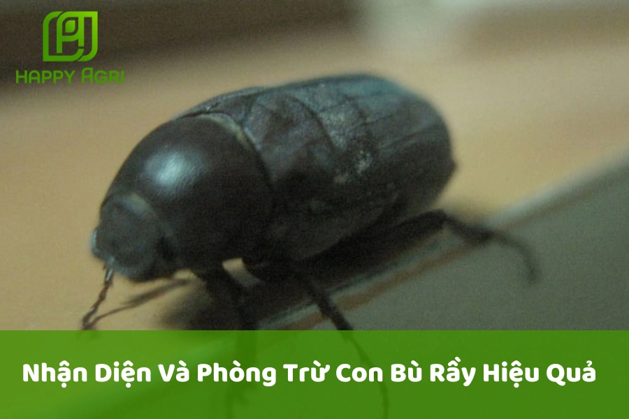 Nhận Diện Và Phòng Trừ Con Bù Rầy Hiệu Quả