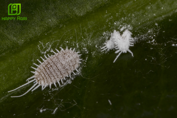 Phác đồ trừ rệp sáp sầu riêng an toàn: "Mát bông - Sạch rệp"