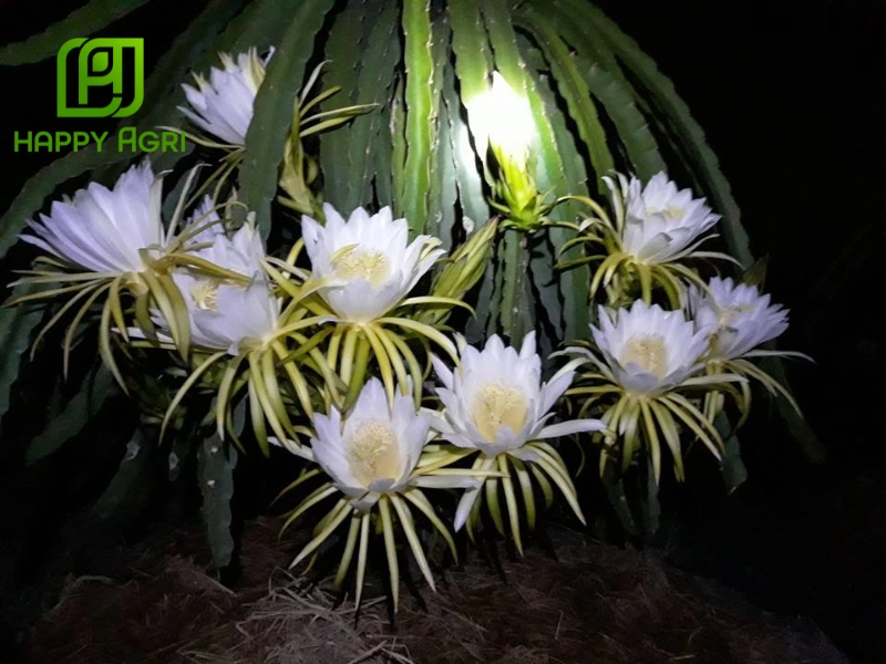 Những vấn đề thường gặp và cách khắc phục cây ra hoa nhưng không đậu quả