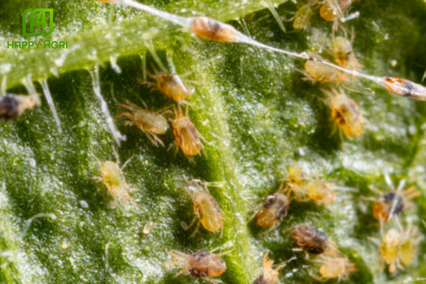 Tổng quan về "sát thủ" nhện đỏ và tác hại trên cây trồng