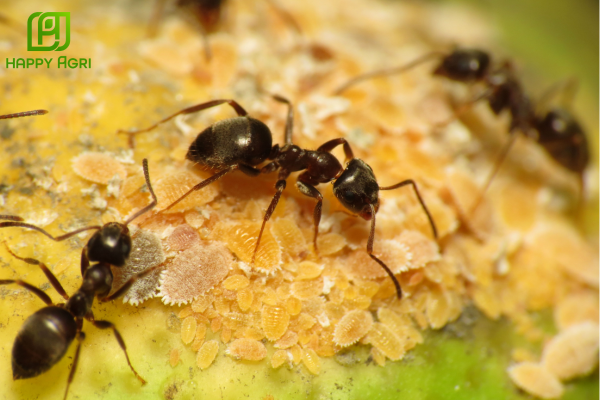 Cách Kiến bảo vệ "Đàn bò" rệp sáp hung dữ