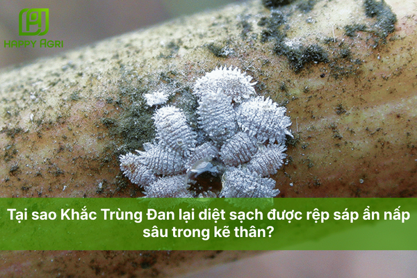 Tại sao Khắc Trùng Đan lại diệt sạch được rệp sáp ẩn nấp sâu trong kẽ thân?