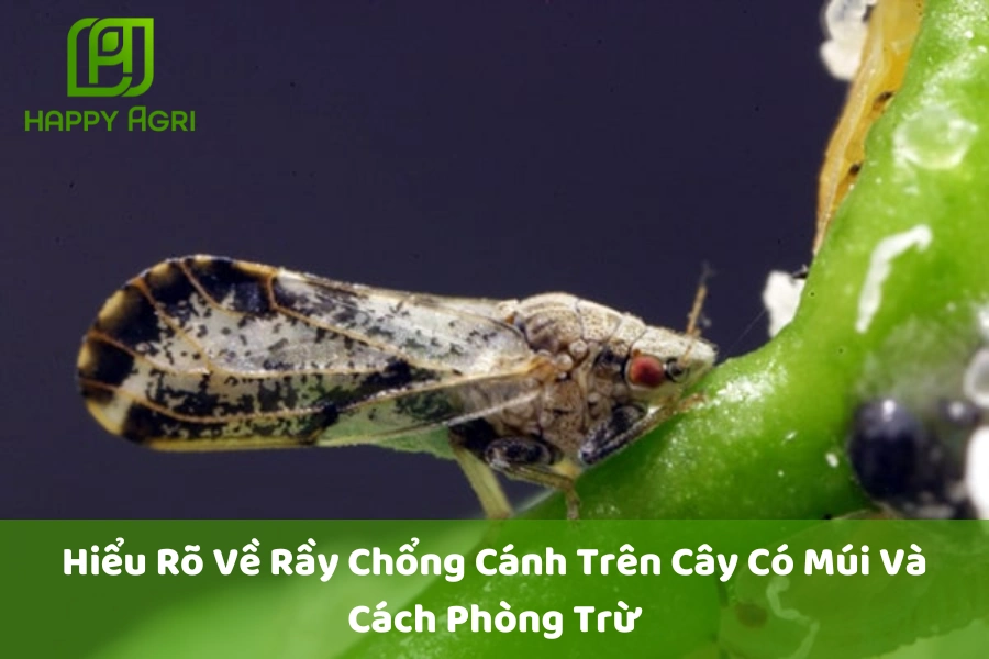 # Hiểu Rõ Về Rầy Chổng Cánh Trên Cây Có Múi Và Cách Phòng Trừ 