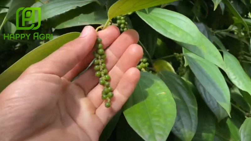 Phòng trừ sâu bệnh hại và quản lý dịch hại tổng hợp cho cây hồ tiêu