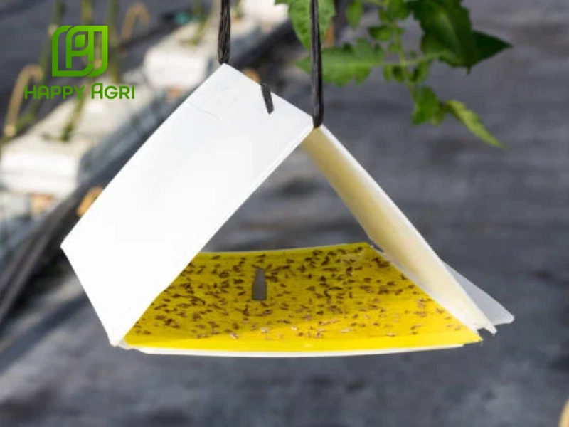 sâu keo mùa thu hại ngô
