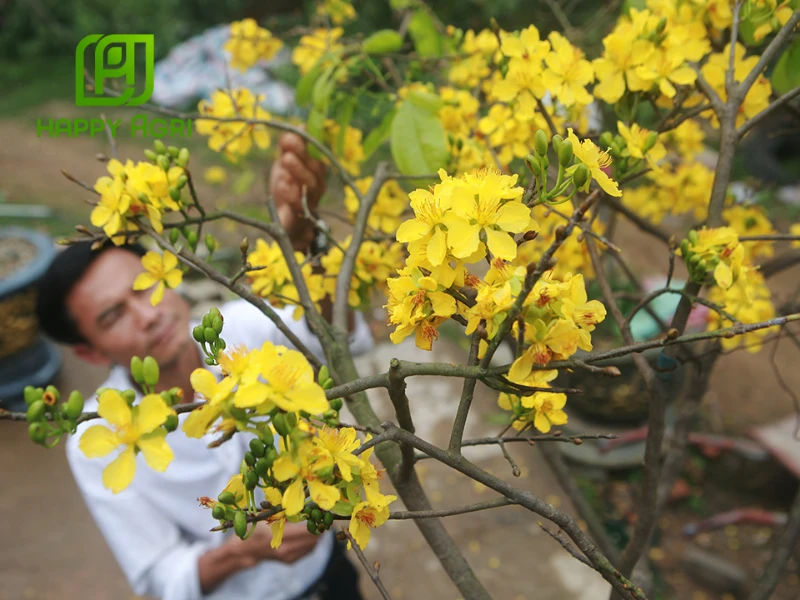 bông mai ngày tết