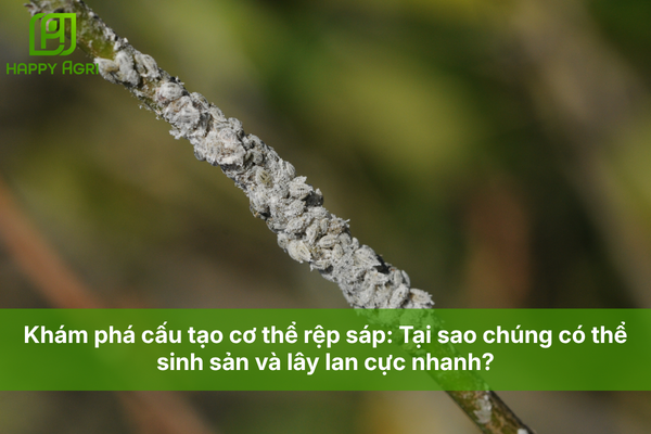 Khám phá cấu tạo cơ thể rệp sáp: Tại sao chúng có thể sinh sản và lây lan cực nhanh?