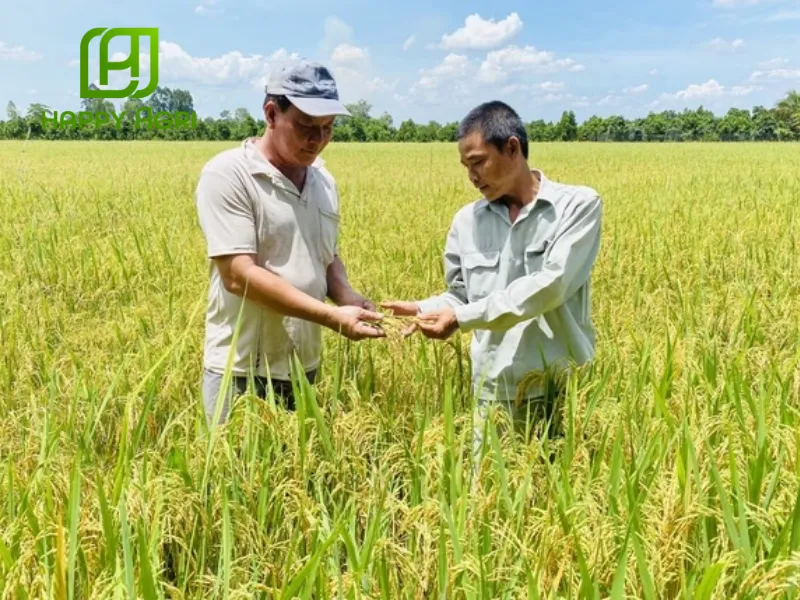 Xu hướng người dùng về phân bón organic
