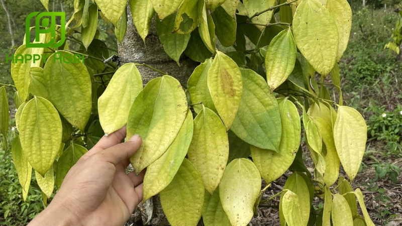 Cách phòng ngừa bệnh vàng lá trên cây tiêu
