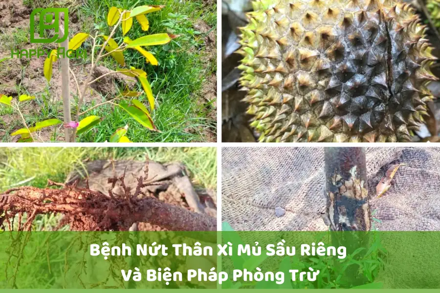 #Bệnh Nứt Thân Xì Mủ Sầu Riêng Và Biện Pháp Phòng Trừ