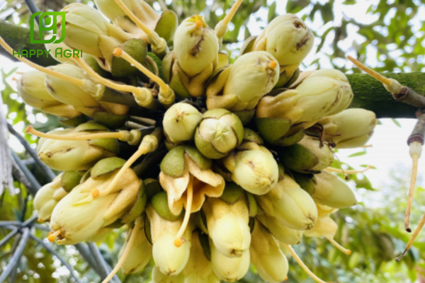 Công dụng Phân bón Senca Bortrust L15