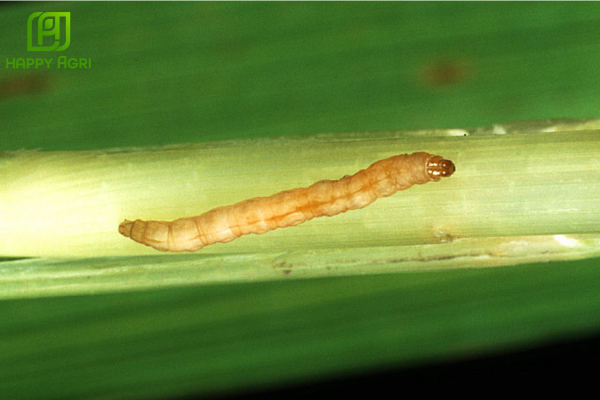 Câu hỏi thường gặp