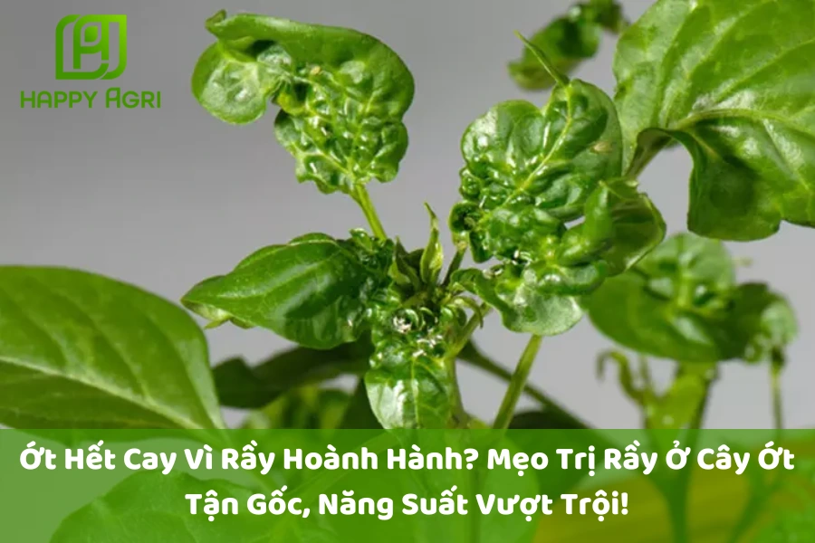 Ớt Hết Cay Vì Rầy Hoành Hành? Mẹo Trị Rầy Ở Cây Ớt Tận Gốc, Năng Suất Vượt Trội!