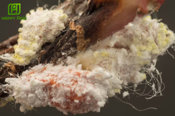 Câu hỏi thường gặp (FAQ)