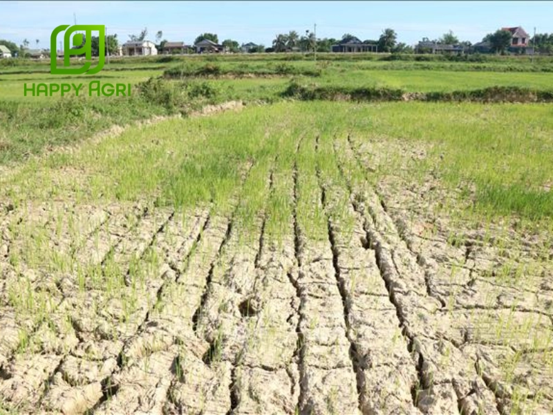 Thiếu nước làm cây lúa bị héo, giảm khả năng quang hợp và phát triển