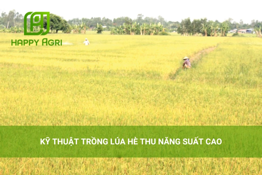 Kỹ Thuật Trồng Lúa Hè Thu Năng Suất Cao
