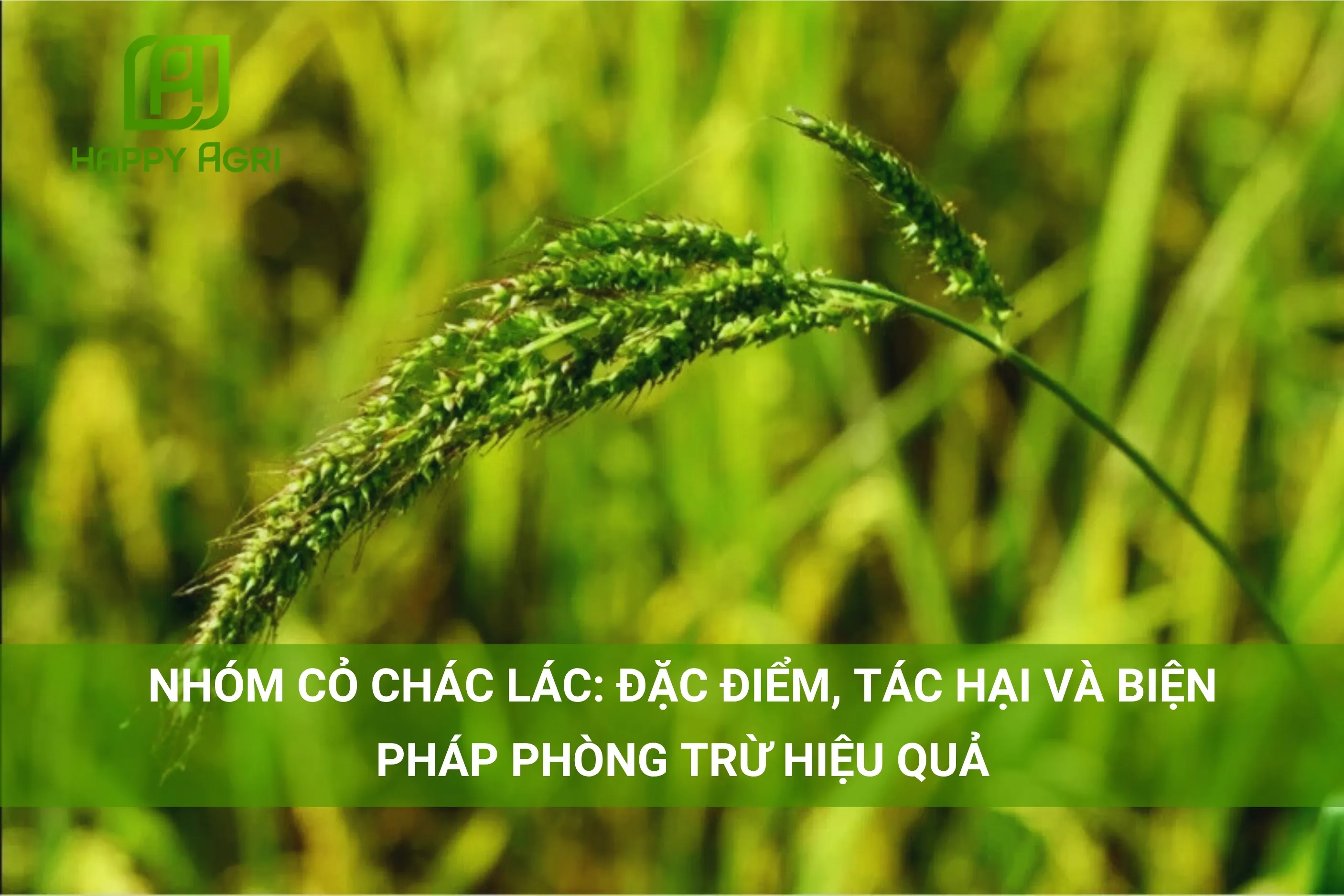 NHÓM CỎ CHÁC LÁC: ĐẶC ĐIỂM, TÁC HẠI VÀ BIỆN PHÁP PHÒNG TRỪ HIỆU QUẢ