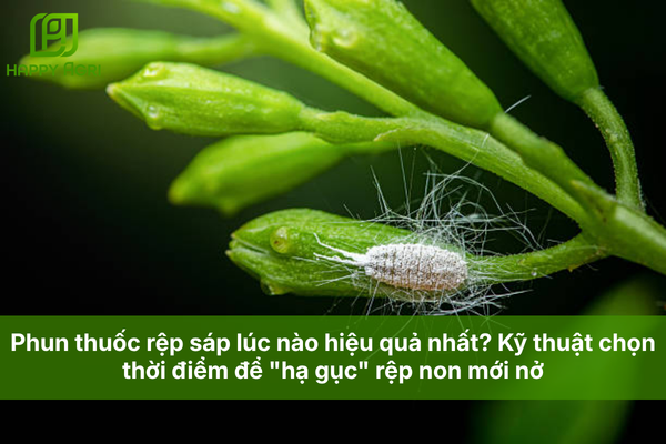 Phun thuốc rệp sáp lúc nào hiệu quả nhất? Kỹ thuật chọn thời điểm để "hạ gục" rệp non mới nở