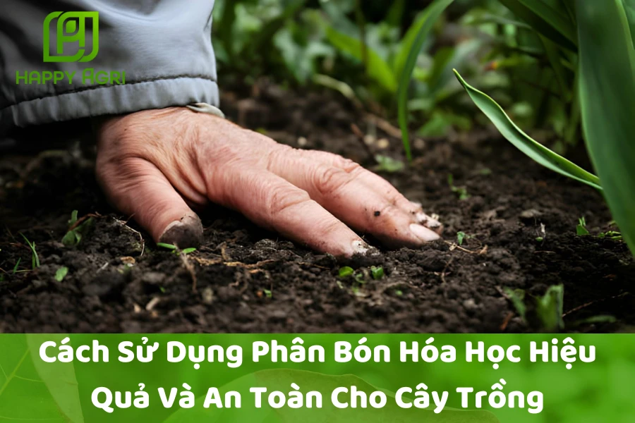 Cách Sử Dụng Phân Bón Hóa Học Hiệu Quả Và An Toàn Cho Cây Trồng