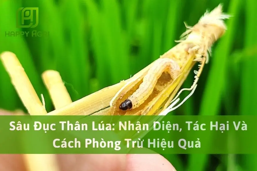 Sâu Đục Thân Lúa: Nhận Diện, Tác Hại Và Cách Phòng Trừ Hiệu Quả 