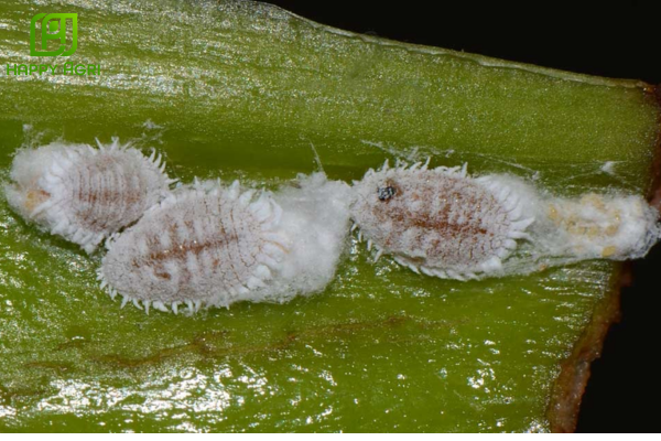 Rệp sáp là gì? "Pháo đài" bảo vệ và liên minh sinh tồn