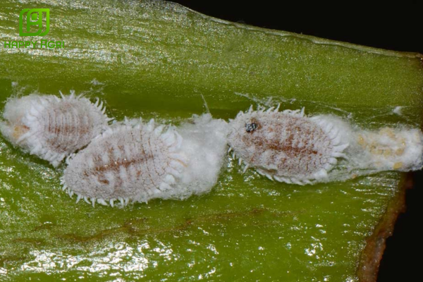 Câu hỏi thường gặp