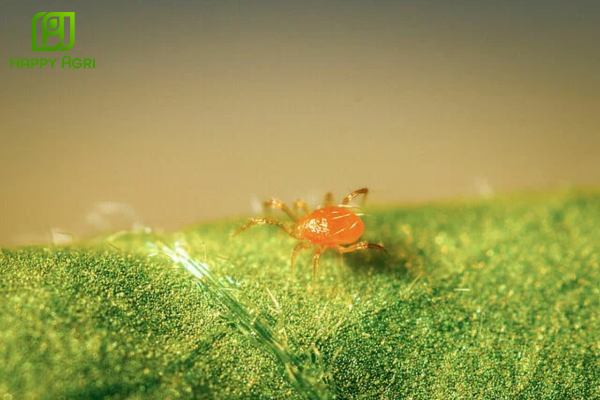 Kinh nghiệm quản trị thực chiến (SOP) từ chuyên gia Happy Agri