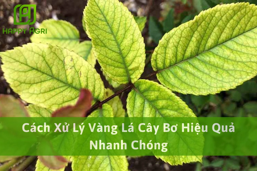Cách Xử Lý Vàng Lá Cây Bơ Hiệu Quả Nhanh Chóng