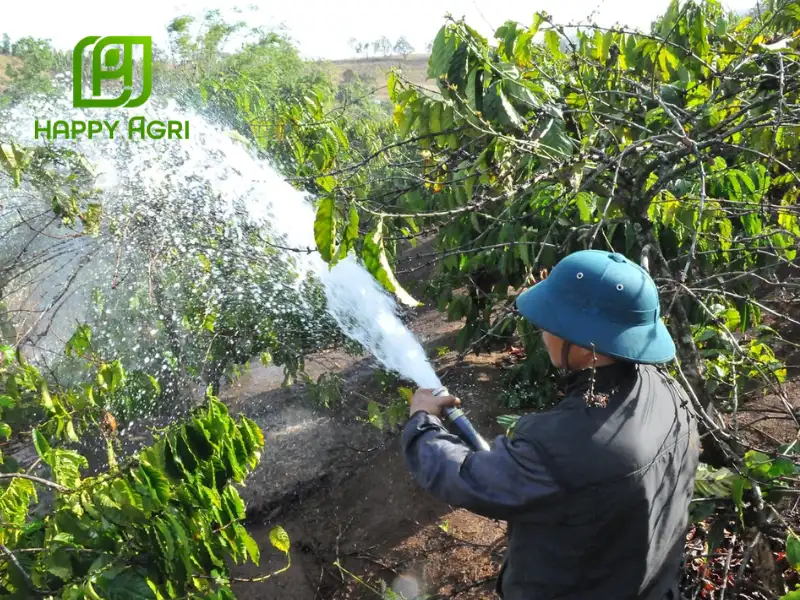 rệp sáp cà phê