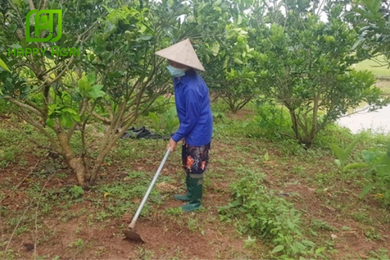 Thu gom và xử lý tàn dư thực vật sau thu hoạch