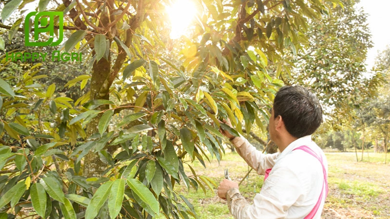 Cắt tỉa cành là một bước quan trọng giúp cây phát triển tối ưu và dễ dàng thu hoạch