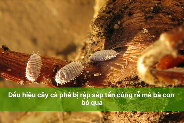 Dấu hiệu cây cà phê bị rệp sáp tấn công rễ mà bà con bỏ qua