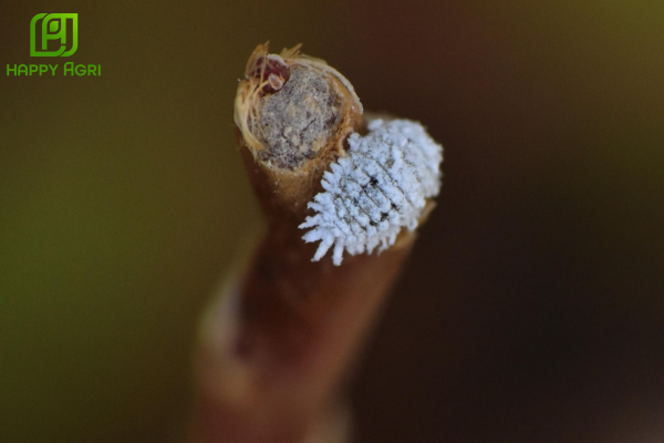 Rệp sáp là gì? Tại sao diệt rệp sáp lại khó đến thế?