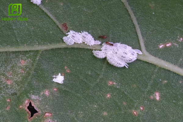 Câu hỏi thường gặp