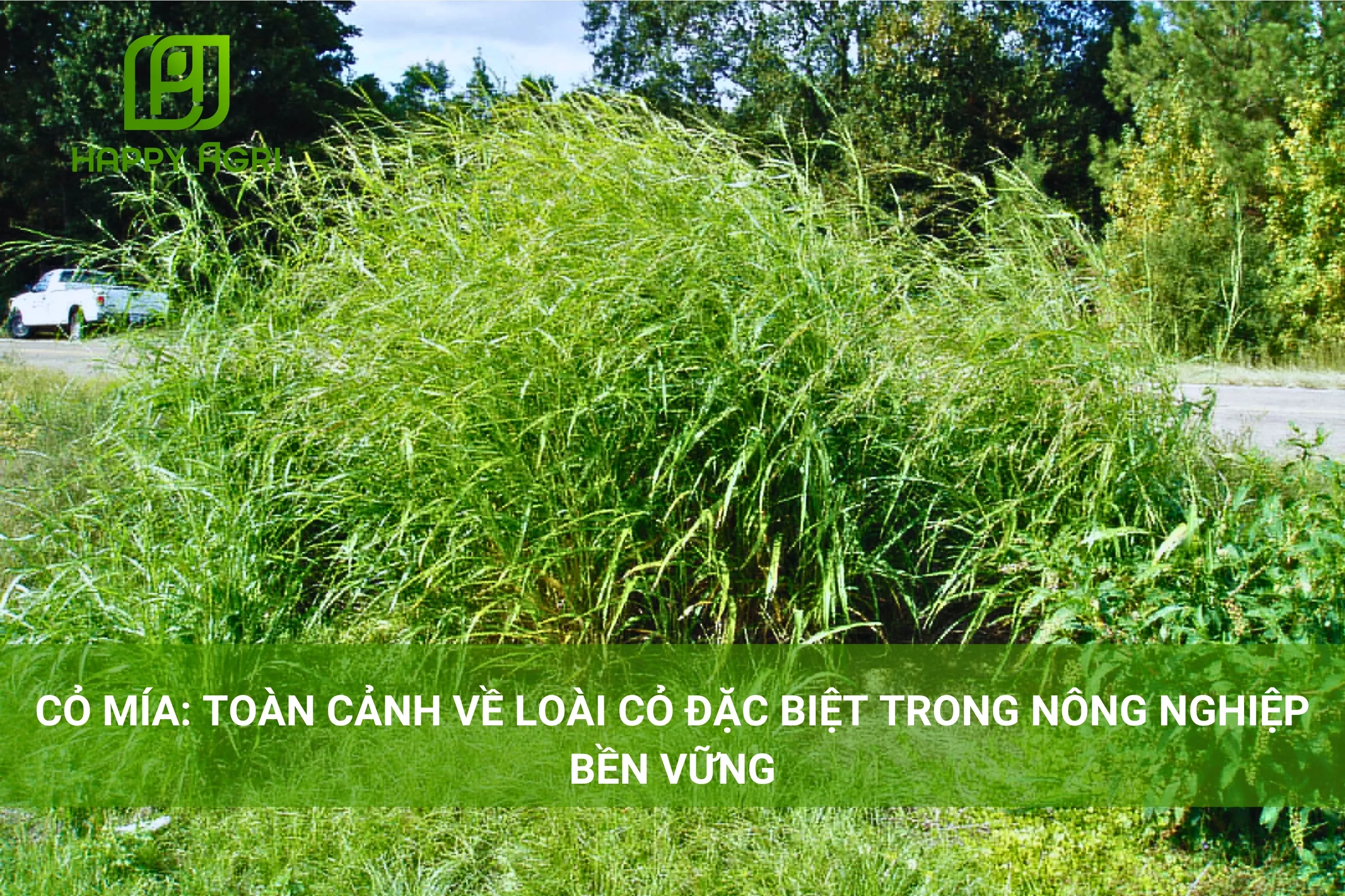 CỎ MÍA: TOÀN CẢNH VỀ LOÀI CỎ ĐẶC BIỆT TRONG NÔNG NGHIỆP BỀN VỮNG