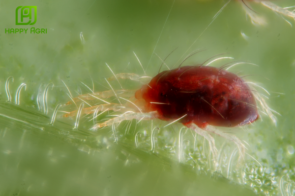 Tại sao nhện đỏ là "nỗi ám ảnh" số 1 của vườn sầu riêng?