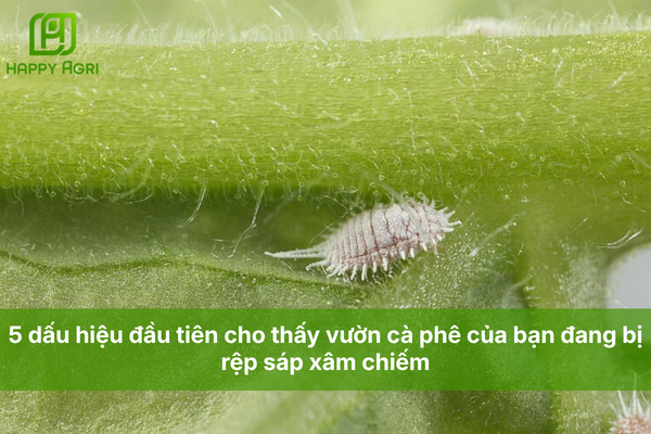 5 dấu hiệu đầu tiên cho thấy vườn cà phê của bạn đang bị rệp sáp xâm chiếm