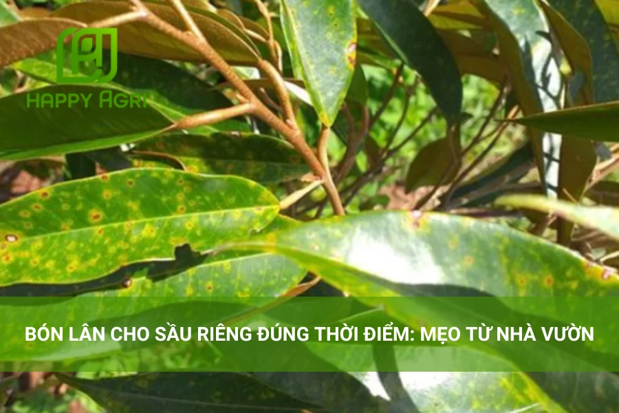 Bón Lân Cho Sầu Riêng Đúng Thời Điểm: Mẹo Từ Nhà Vườn